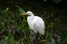 Great Egret
