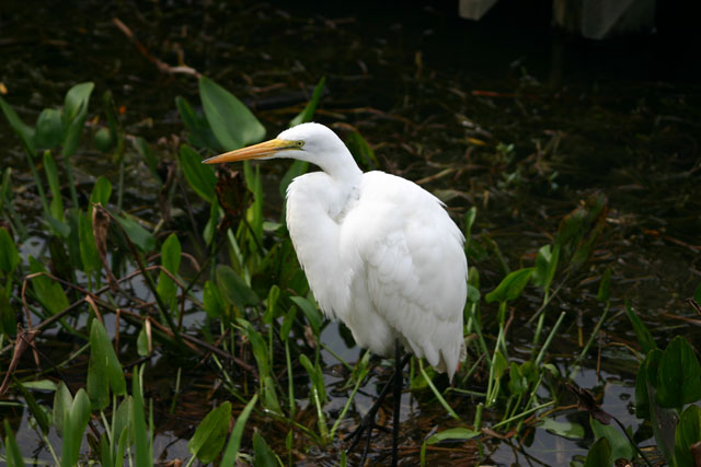 Great Egret