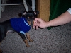 Miniature Pinscher
