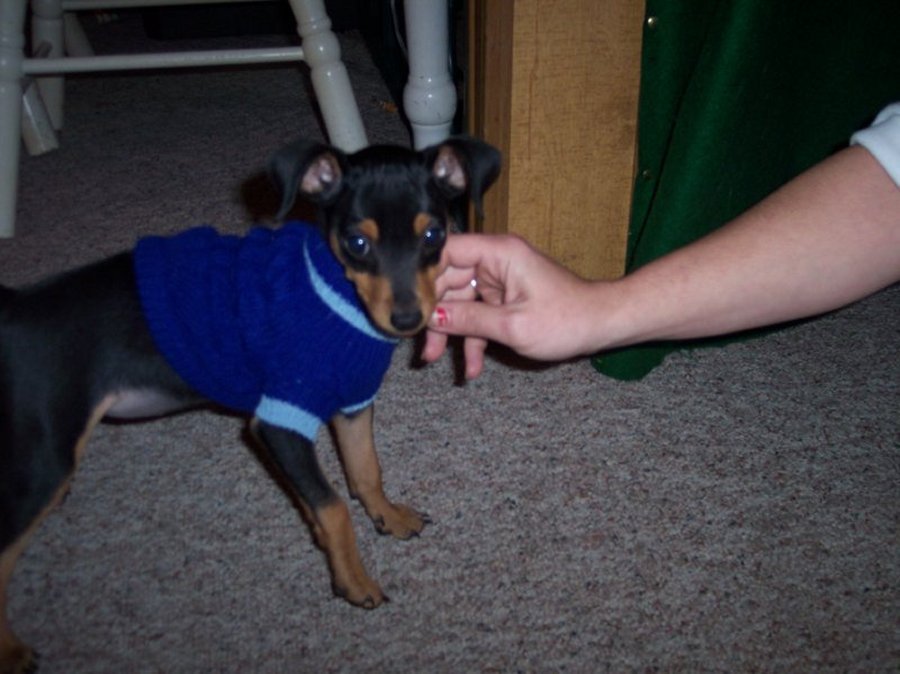 Miniature Pinscher