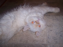Flame Point Himilayan