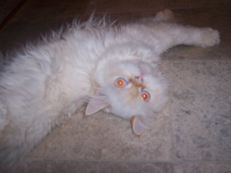 Flame Point Himilayan
