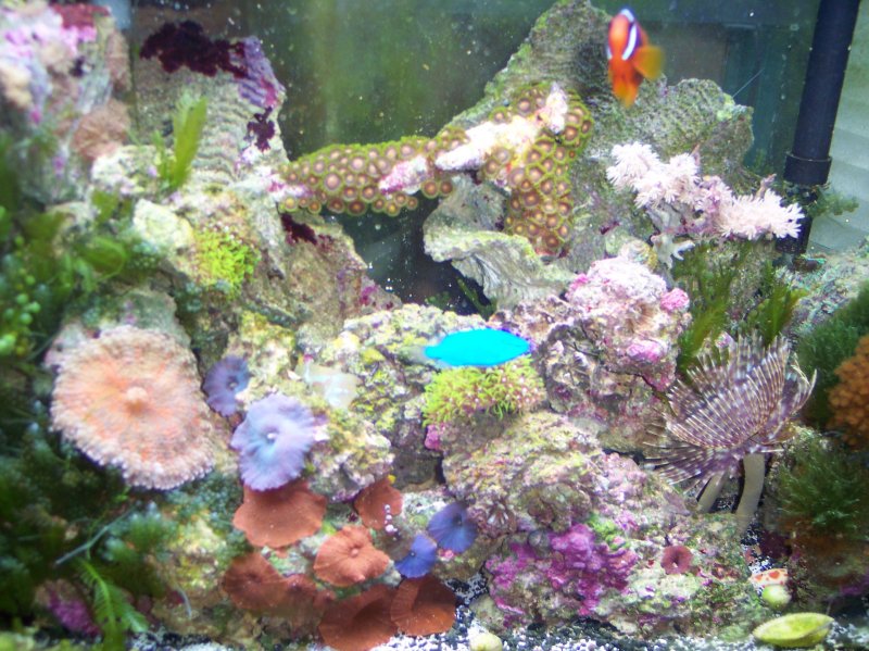 My 18 Gallon High