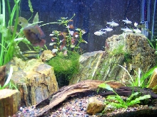 20 Gallon