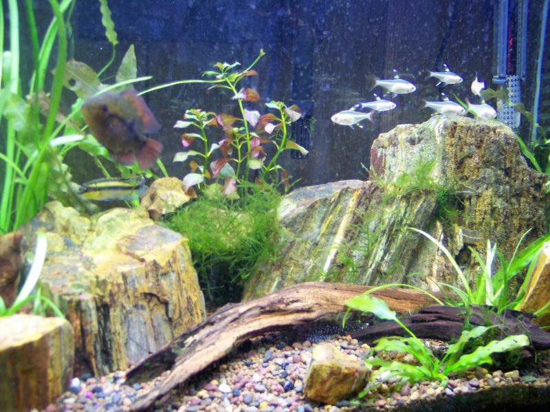 20 Gallon