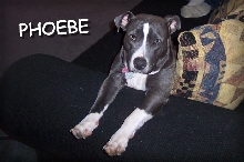 Phoebe
