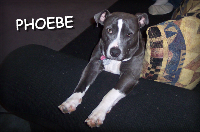 Phoebe