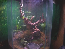 Green Snake Setup