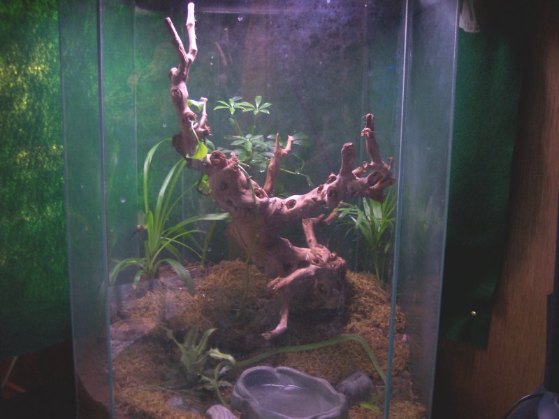 Green Snake Setup