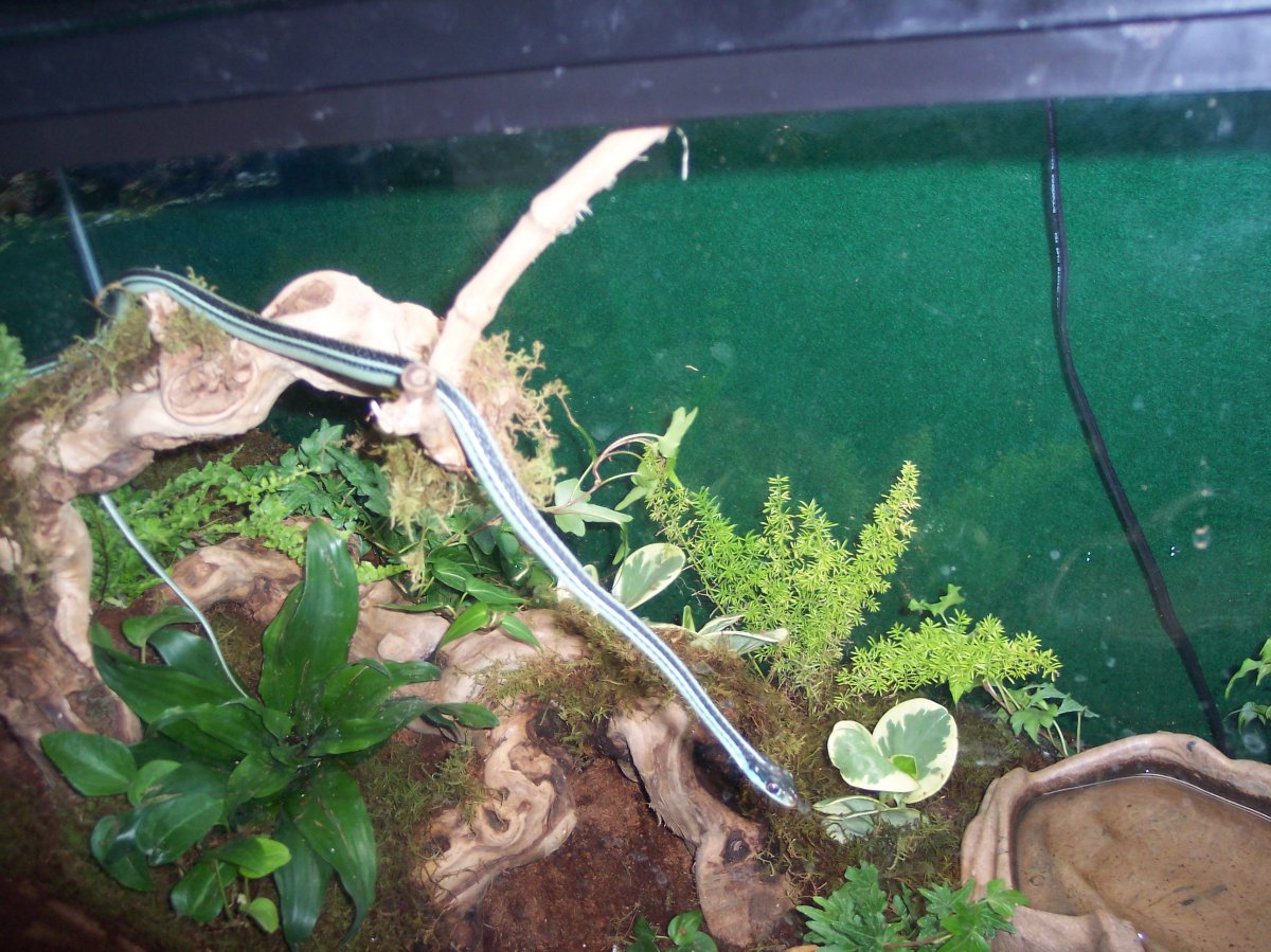 Wester Ribbon Snake