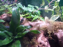 Western Ribbon Snake