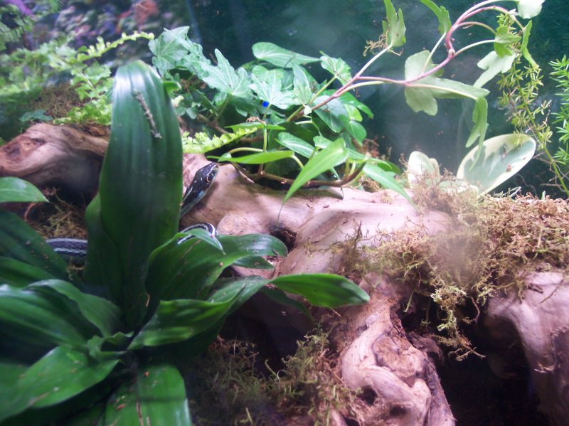 Western Ribbon Snake