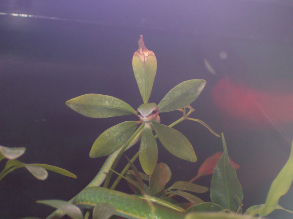 Asian Vine Snake