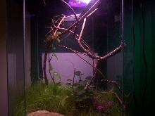 My Rough Green Snake Setup