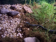 Western Ribbon Snake