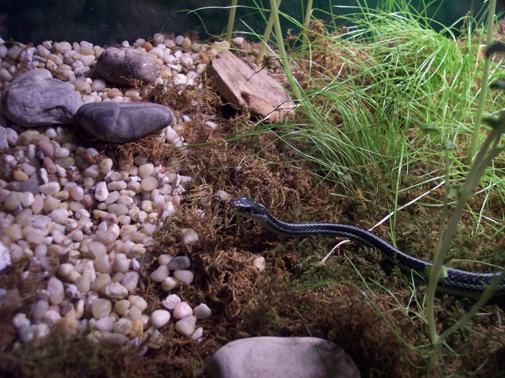 Western Ribbon Snake