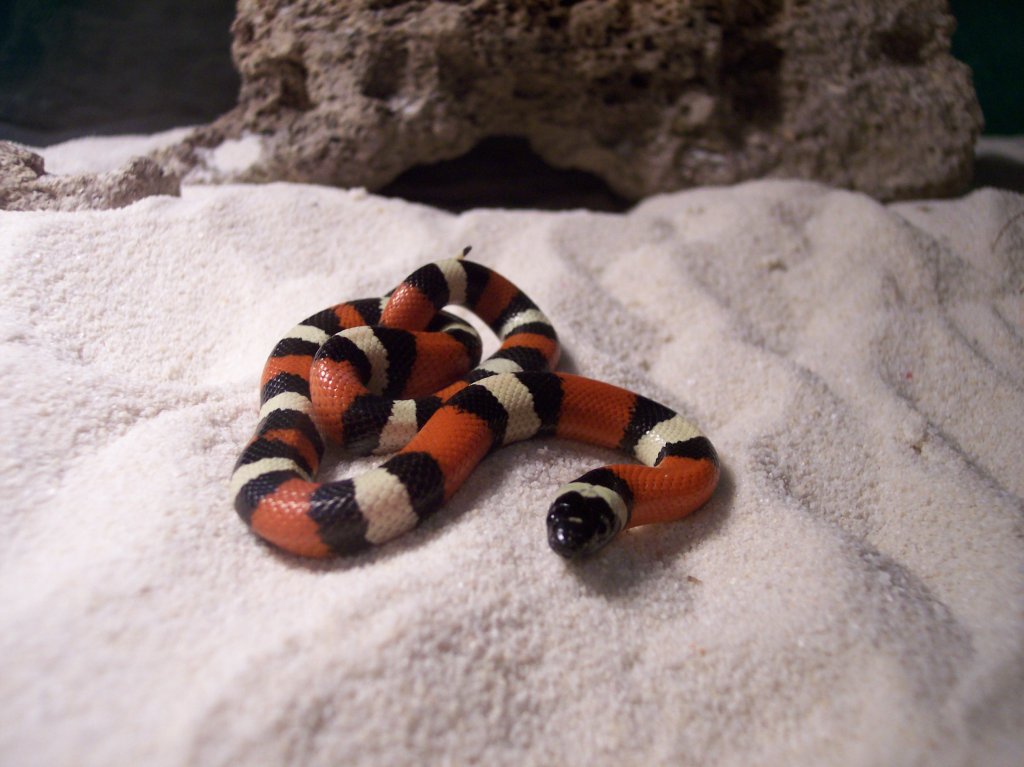 Pueblan Milk Snake