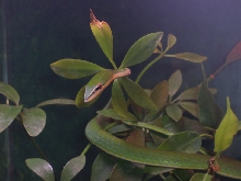 Asian Vine Snake