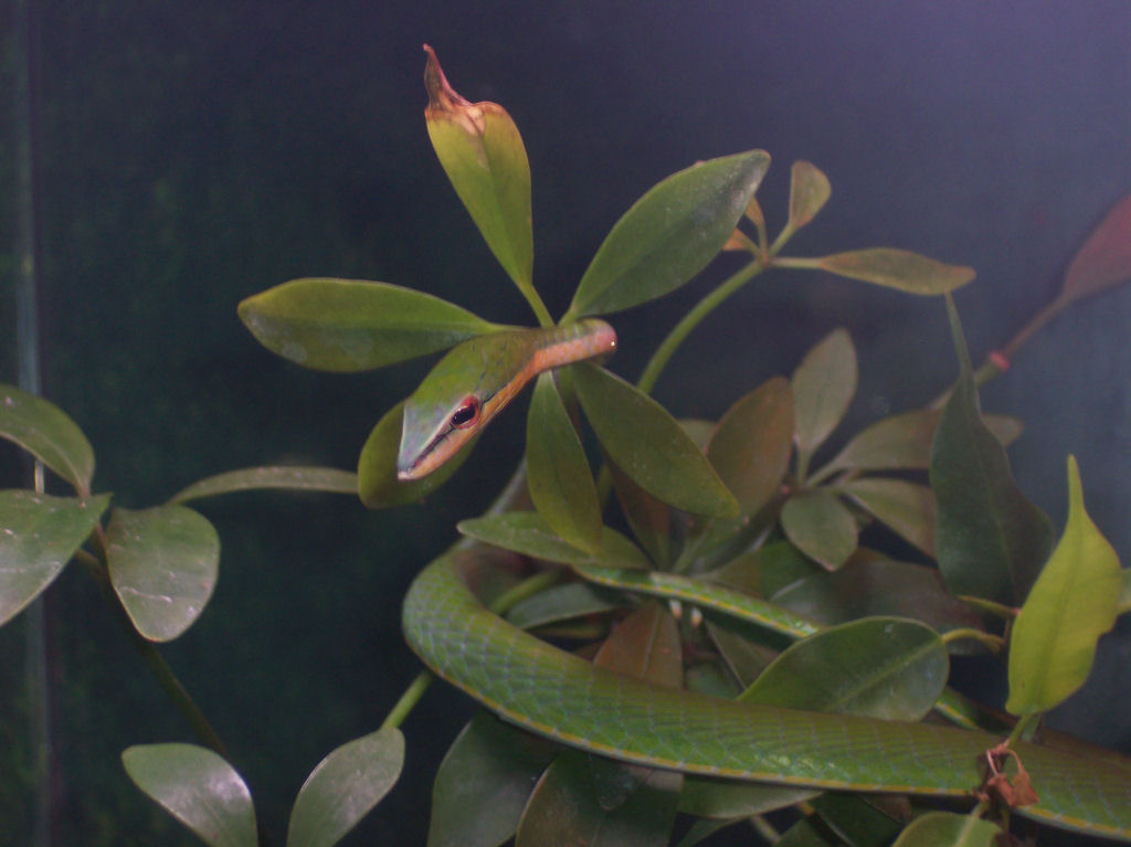 Asian Vine Snake