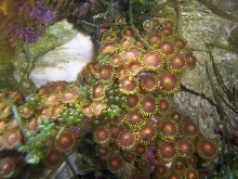 Zooanthids
