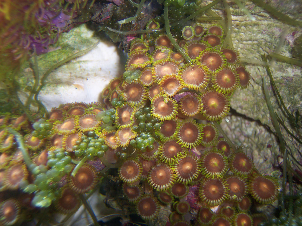 Zooanthids