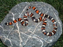 CA Mountain KingSnake