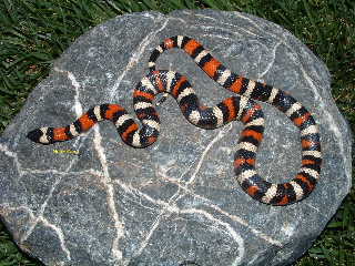 CA Mountain KingSnake