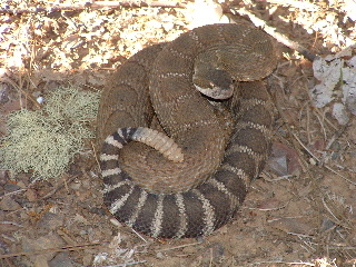 Northern Pacific Rattlesnake