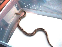 Neonate Pacific Gopher