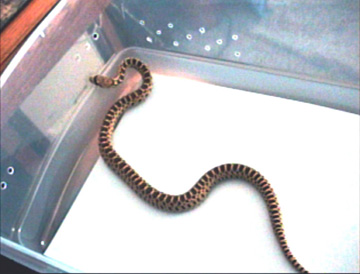 Neonate Pacific Gopher