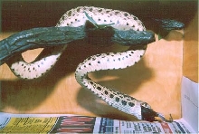Pacific Gopher Snake eating