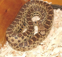 Pacific Gopher