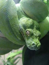 blue line female