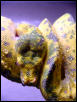 biak color change close up