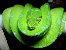 my larger female aru