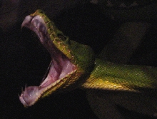 same patternless showing off