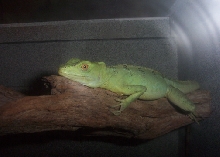 6 month old bassie