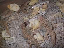 Baby egyptians hatchings last sept.