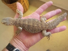 8mo egyptian 1