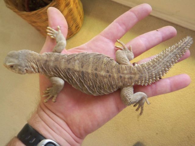 8mo egyptian 1