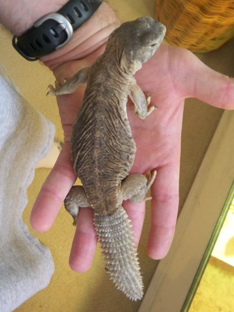8mo egyptian uro 2