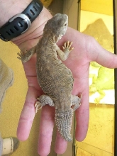 8mo egyptian uro "stumpy"