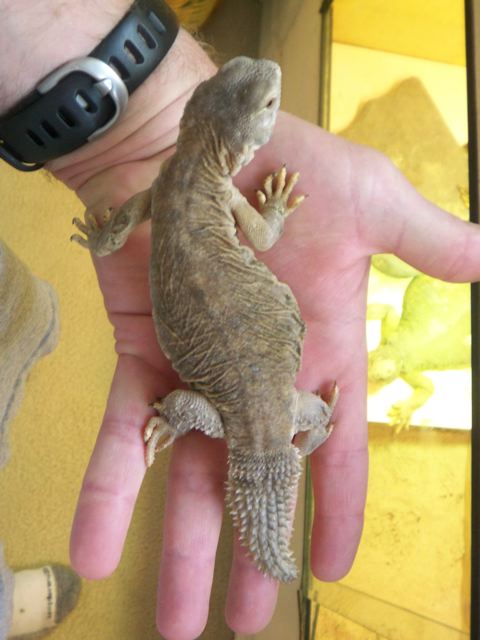 8mo egyptian uro "stumpy"