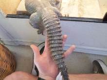27" egyptian's tail