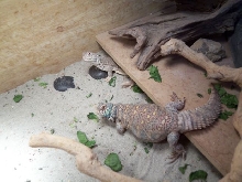indian and ornate uromastyx