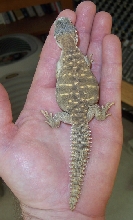 baby egyptian at 2 months