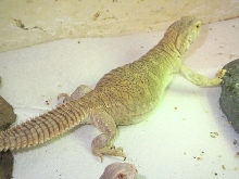 8 month old egyptian uro