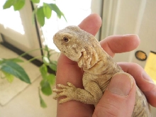 CU of 8 mo old egyptian