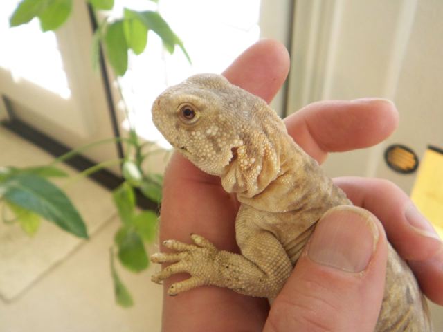 CU of 8 mo old egyptian