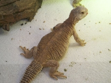 Stumpy 8mos.